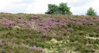 Wanderung in der L�neburger Heide