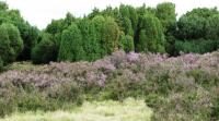 Wanderung in der L�neburger Heide