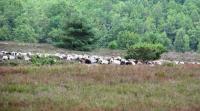 Wanderung in der L�neburger Heide