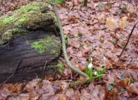 Wanderung zu den M�rzenbecher