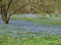Wanderung zur Scillabl�te