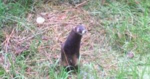 Otterzentrum Hankesb�ttel