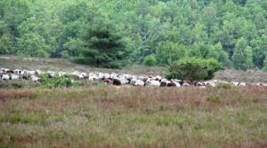 L�neburger Heide