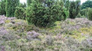 L�neburger Heide