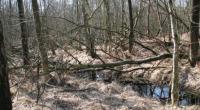 Wanderung im Neust�dter Moor