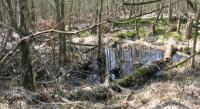 Wanderung im Neust�dter Moor